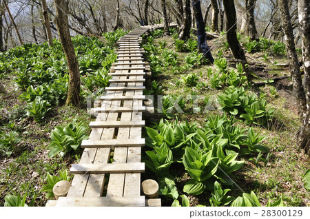 Wood path sewing young leaves 28300129