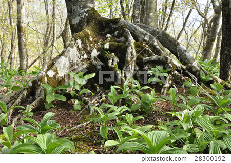 Young leaves 28300192