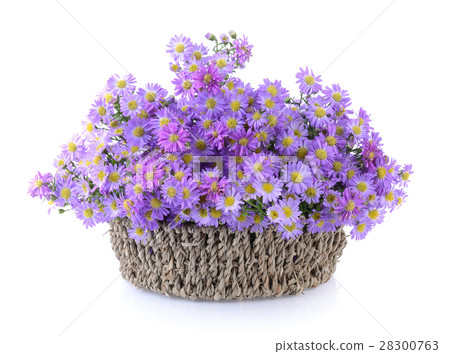 Purple flowers in basket on white background 28300763