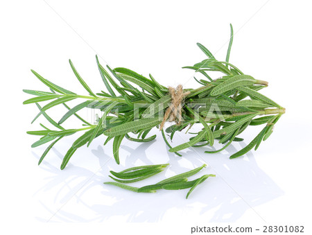 rosemary on white background 28301082