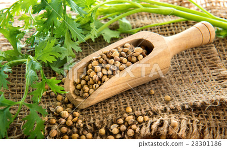 coriander seed 28301186