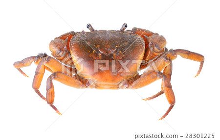 crab on white background crab on white background 28301225