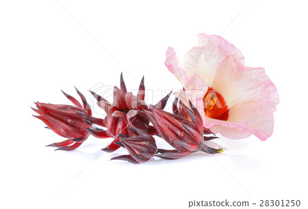 roselle on white background roselle on white background 28301250