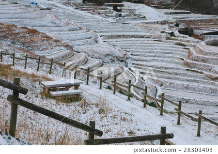 白雪皚皚的清晨下午赤坂水稻梯田大阪縣Chihayakusakamura的水稻梯田 28301403