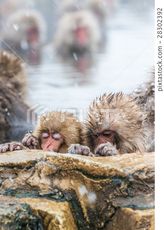 Snow monkey Snow monkey 28302392