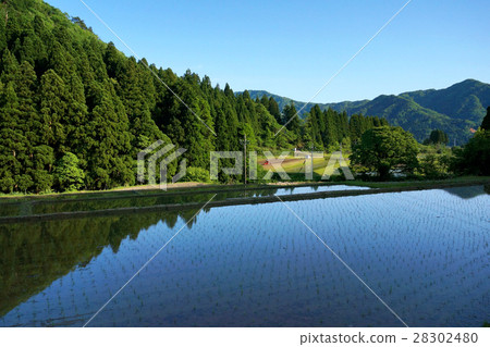 在山米種植以後的稻田 28302480