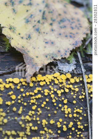 Bisporella citrina [Calycella citrina] 28302811