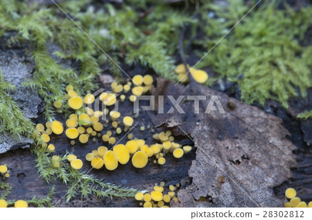 Bisporella citrina [Calycella citrina] 28302812