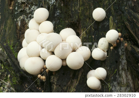 Puffball mushrooms on a stump 28302910