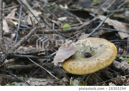 Lactarius turpis mushroom 28303294