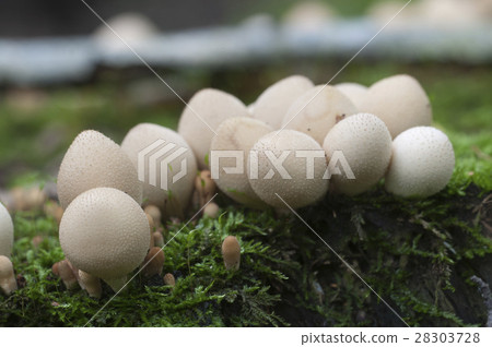 Puffball mushrooms on a stump 28303728