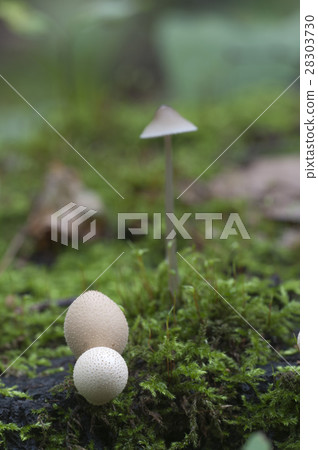 Puffball mushrooms on a stump 28303730