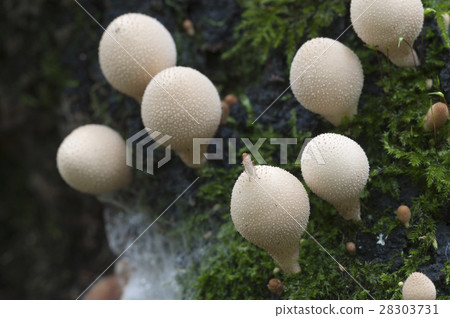 Puffball mushrooms on a stump 28303731