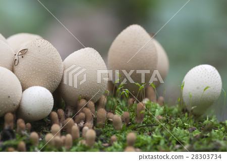 Puffball mushrooms on a stump 28303734