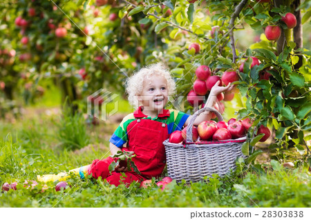 Little boy picking apple in fruit garden 28303838
