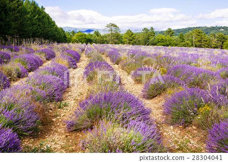 Lavender fields near Valensole in Provence, France 28304041