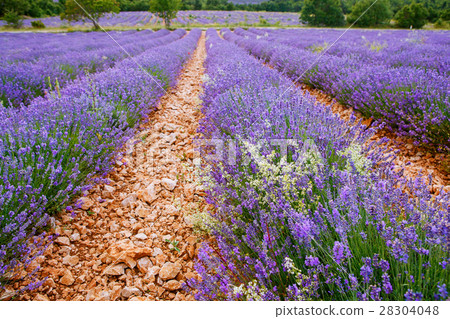 Lavender fields near Valensole in Provence, France 28304048
