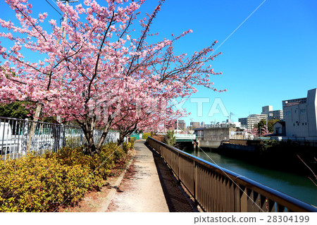 河津櫻花。東京大都會木場公園東側,東京大橫河(2月)江東區 河津櫻花。東京大都會木場公園東側,東京大橫河(2月)江東區 28304199