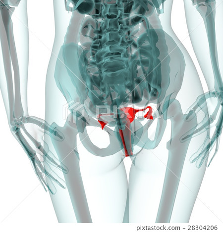 Medical system CG (uterus) Medical system CG (uterus) 28304206