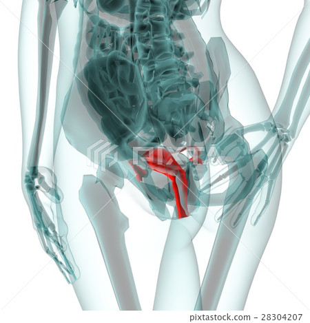 Medical system CG (uterus) Medical system CG (uterus) 28304207