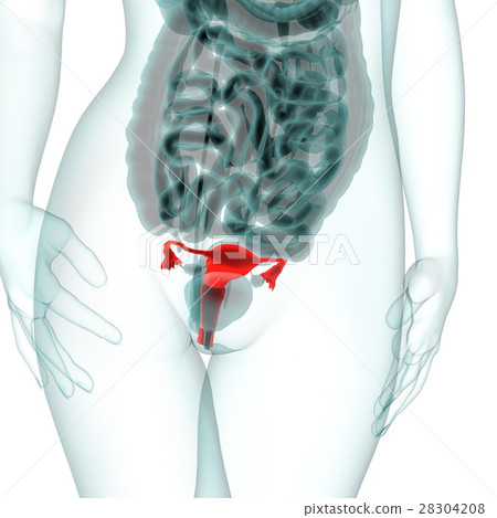 Medical system CG (uterus) Medical system CG (uterus) 28304208