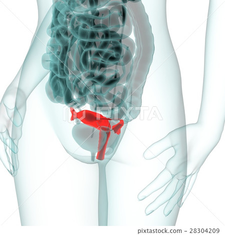 Medical system CG (uterus) 28304209