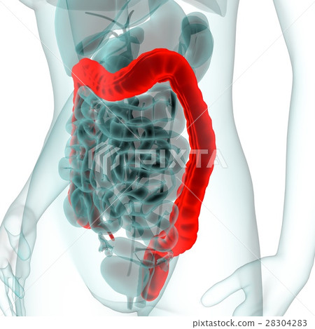 Medical CG (colon) Medical CG (colon) 28304283