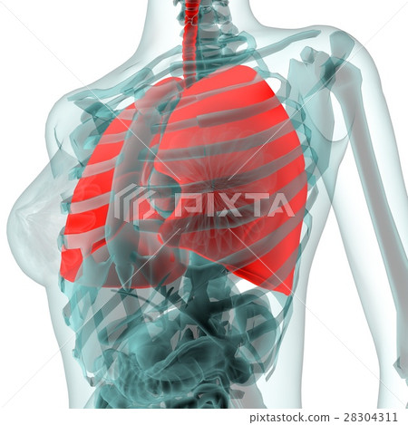 Medical CG (lung) 28304311