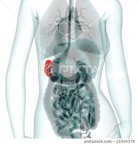 Medical system CG (spleen) Medical system CG (spleen) 28304379