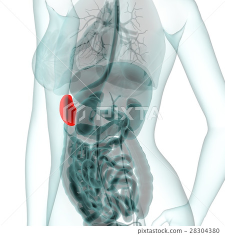 Medical system CG (spleen) Medical system CG (spleen) 28304380