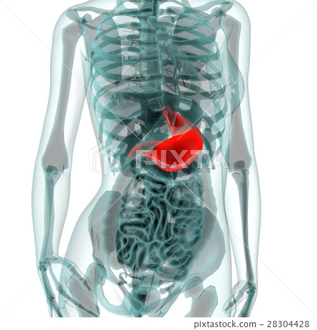 Medical system CG (stomach) 28304428