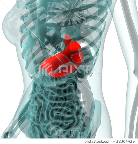 Medical system CG (stomach) Medical system CG (stomach) 28304429
