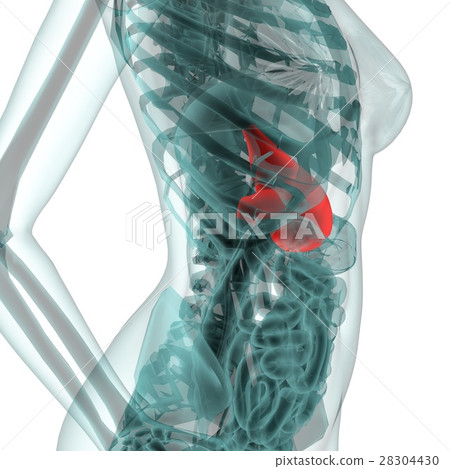 Medical system CG (stomach) 28304430