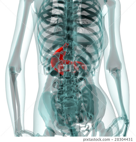 Medical system CG (stomach) Medical system CG (stomach) 28304431