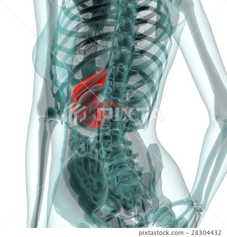 Medical system CG (stomach) Medical system CG (stomach) 28304432