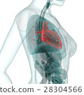 Medical CG (heart) 28304566