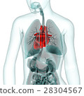 Medical CG (heart) 28304567