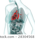 Medical CG (heart) 28304568