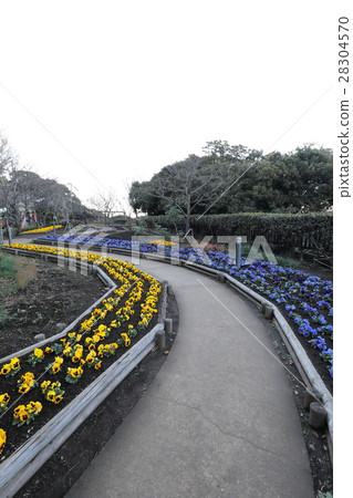 江之島花壇 江之島花壇 28304570