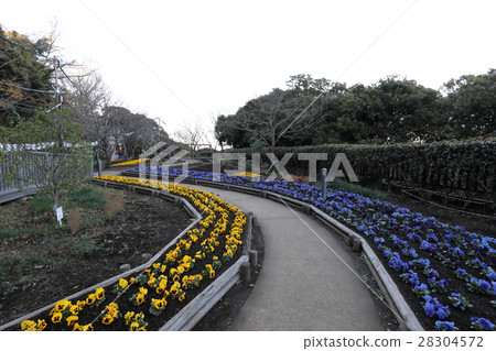 Enoshima flower bed Enoshima flower bed 28304572