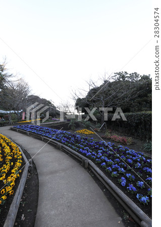 Enoshima flower bed Enoshima flower bed 28304574