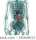 Medical system CG (pancreas) 28304612