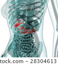 Medical system CG (pancreas) 28304613