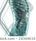 Medical system CG (pancreas) 28304614