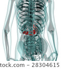 Medical system CG (pancreas) 28304615
