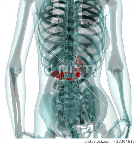 Medical system CG (pancreas) Medical system CG (pancreas) 28304615