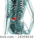 Medical system CG (pancreas) 28304616