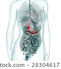 Medical system CG (pancreas) 28304617