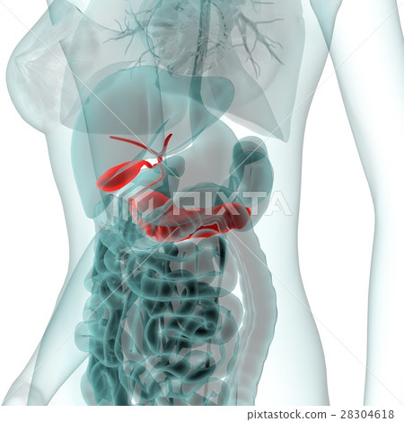 Medical system CG (pancreas) Medical system CG (pancreas) 28304618