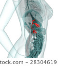 Medical system CG (pancreas) 28304619